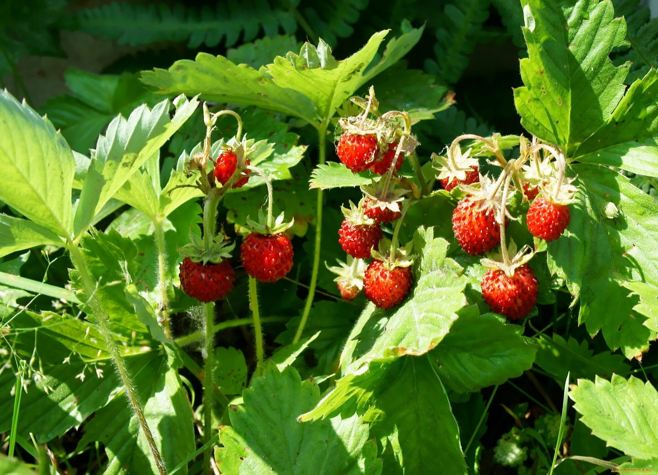 трава земляника лесная. трава земляника лесная. земляника fragaria. земляника лесная растение. народный праздник давид земляничник.