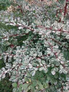 Silver beauty