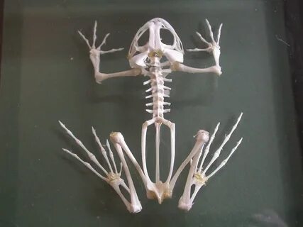 Кости лягушки