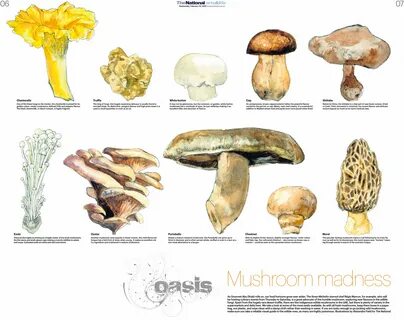 Mushroom на русском