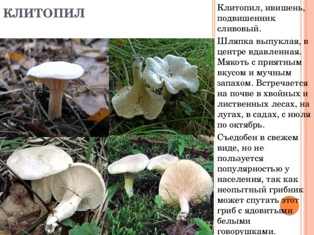 Подвишенник, или ивишень (лат. Clitopilus prunulus)