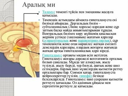 Гипоталамус и таламус входят