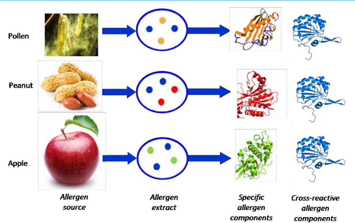 Молекулярная диагностика аллергии. Строение аллергена. Молекула аллергена. Пыльца растений аллерген.