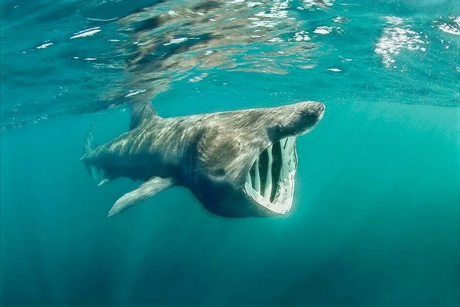 Катран сельдевая акула. Пелагическая большеротая акула. Баскинг шарк. Ламнообразные. Тигровая акула (galeocerdo cuvier).
