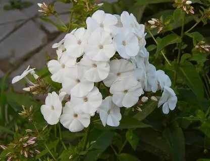Флоксы белые сорта