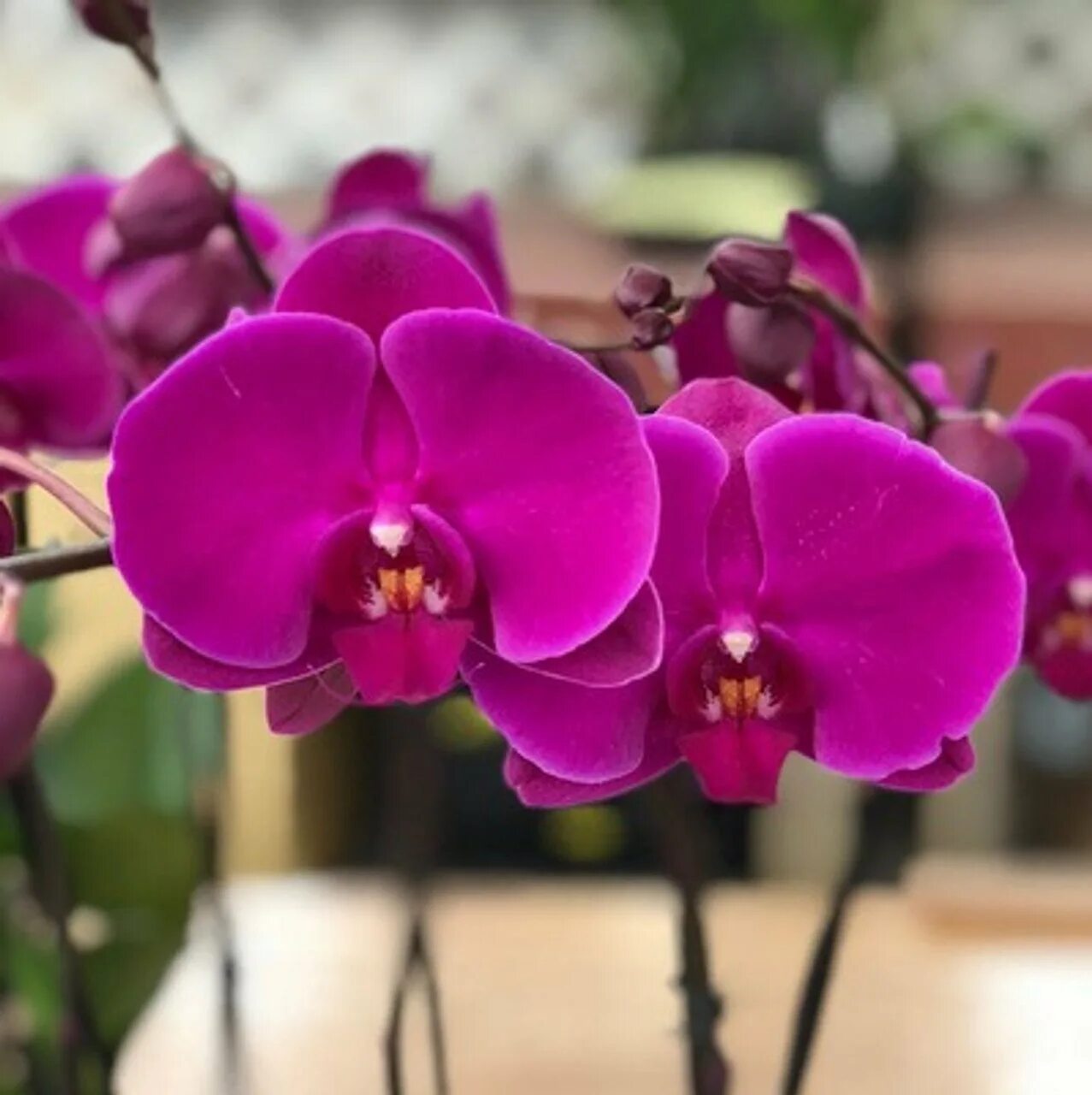 Орхидея rouge. Фаленопсис джойрайд. орхидея ambiance phalaenopsis. фаленопсис монте карло. орхидея фаленопсис джойрайд.