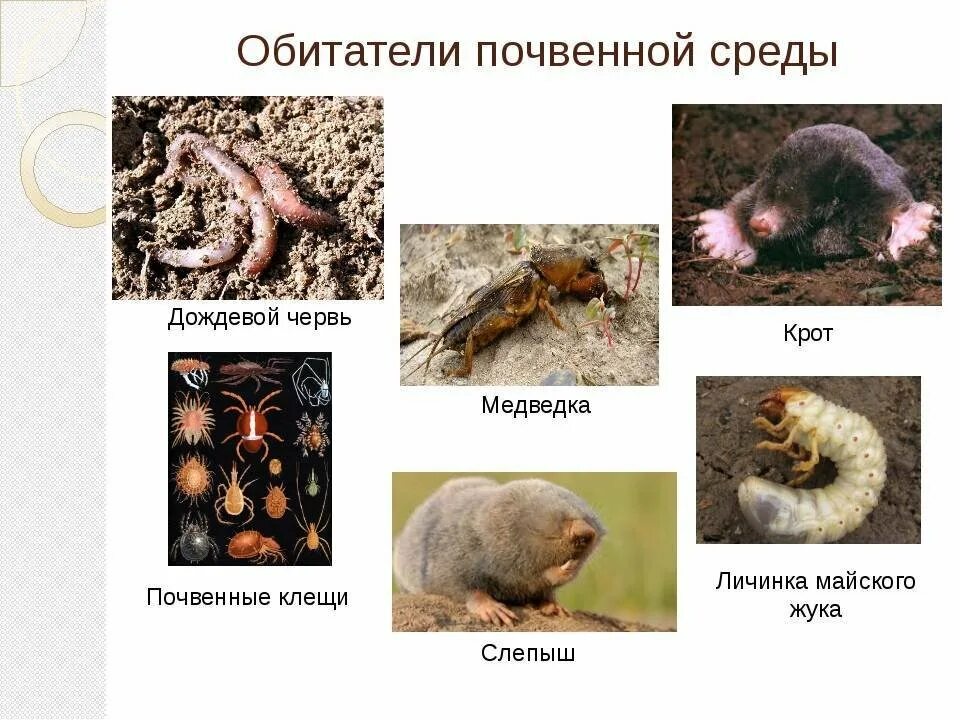 Животные разных сред. Обитатели почвенной среды. жители почвенной среды обитания. примеры организмов почвенной среды. почва среда обитания обитатели.
