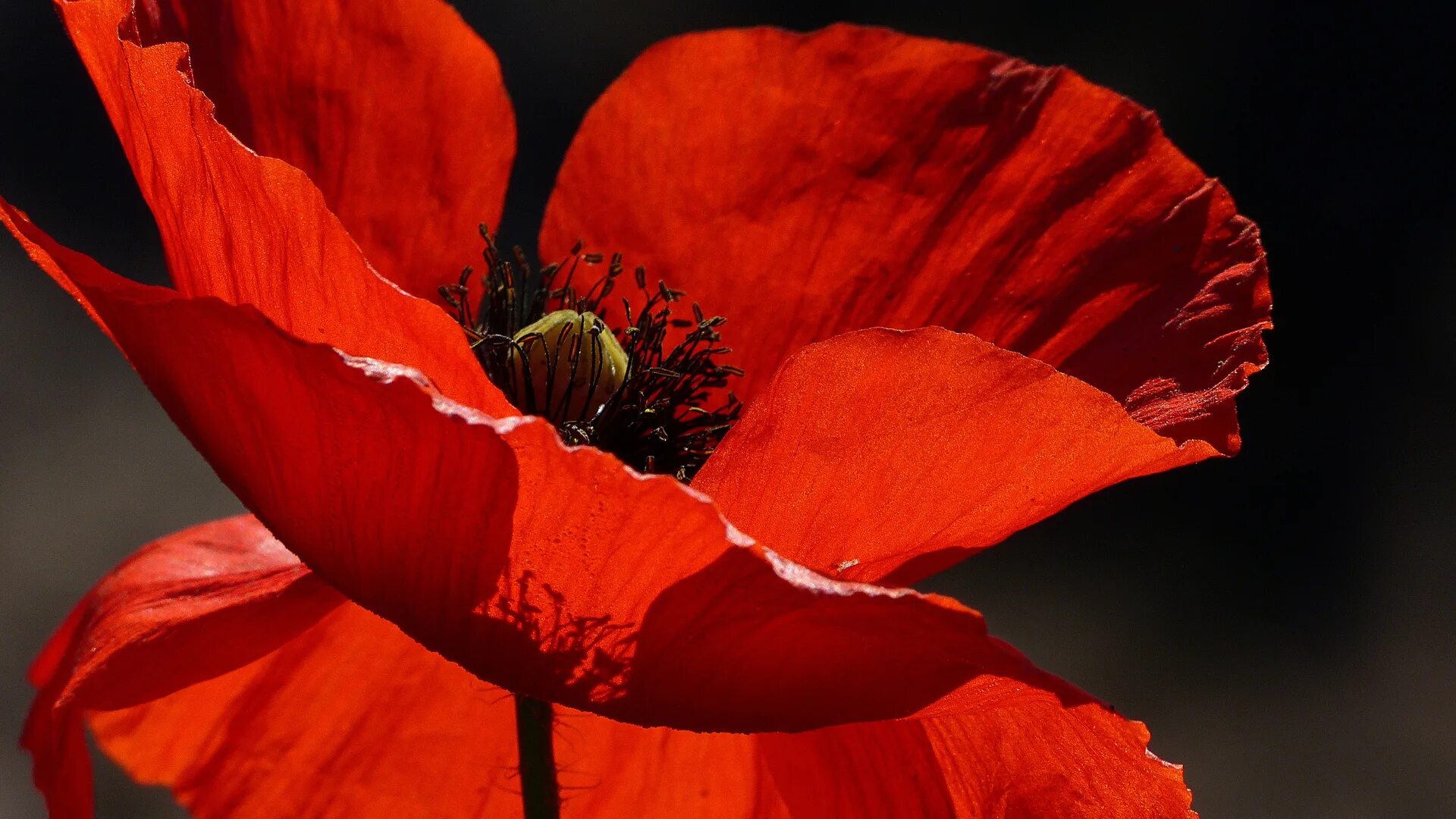Постельное белье в красных тонах. На красных простынях цвета мак. Кпб страйп сатин first choice. Постельное белье евро бязь letto. Комплект постельного белья красного цвета.