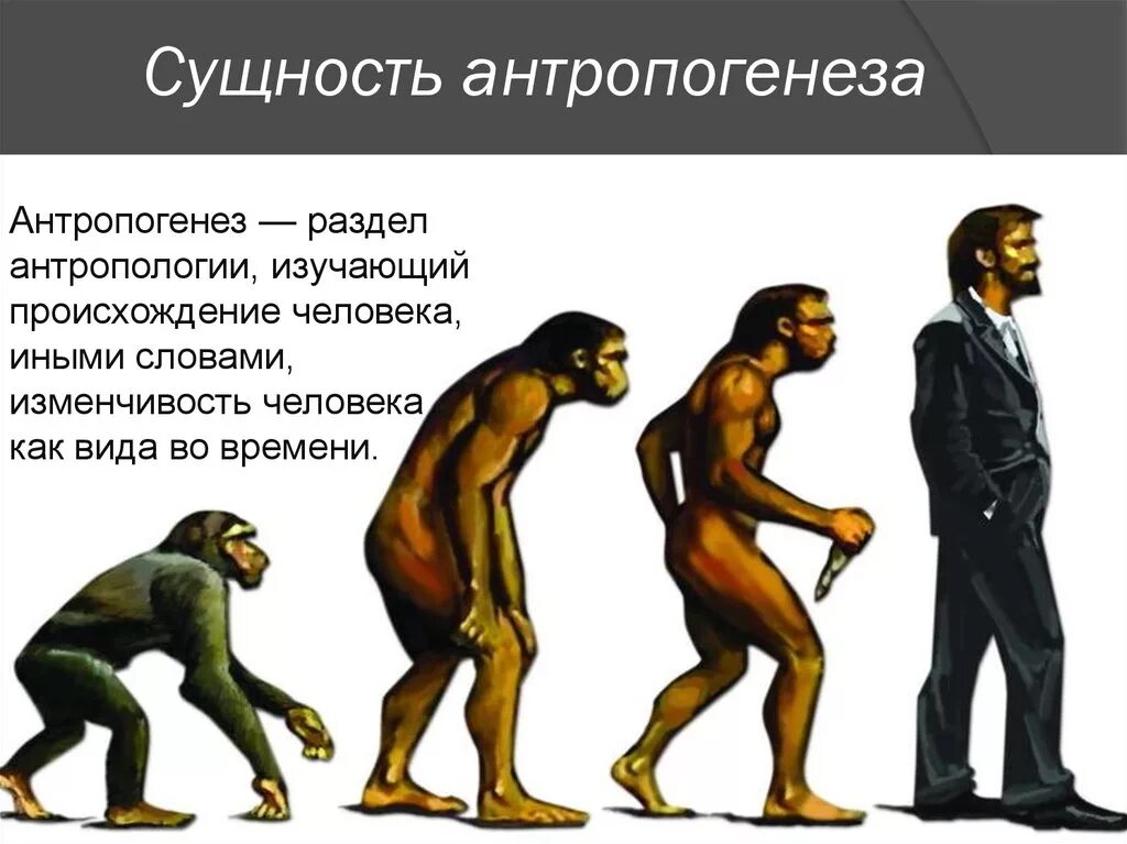Теория Дарвина о эволюции человека.