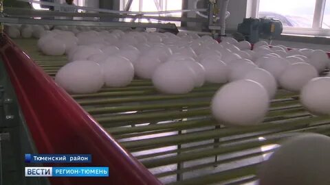 Птицефабрика пышминская