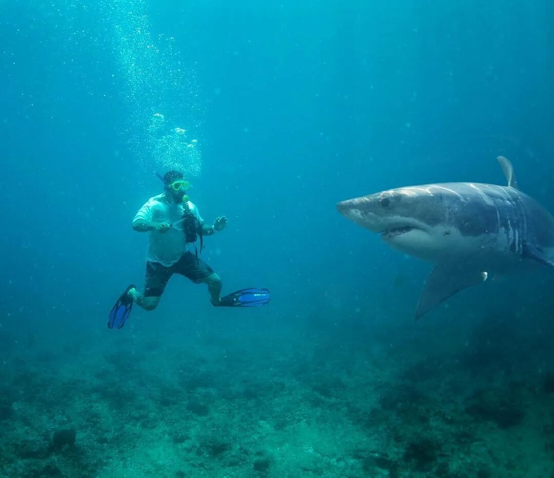 Нападение акулы на мальдивах. Рифовые акулы на Мальдивах. Белая акула. Акулы в тихом океане.