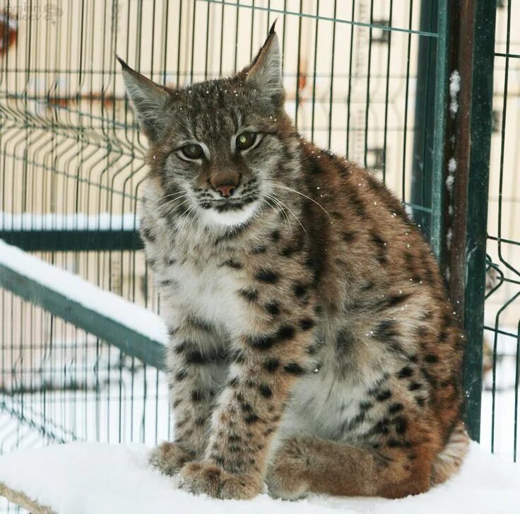 Рысь Ханна. Сибирская кошка Рысь. Якутская Рысь. Якутская Рысь Умка.