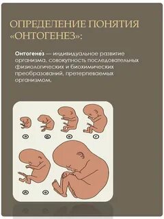 Индивидуальное развитие организма онтогенез тест