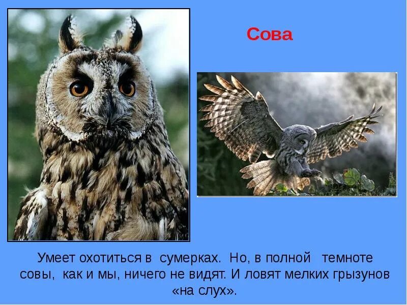 Что умеет Сова. Сова в сумерках. Как видят мир Совы. Презентация как животные видят мир.