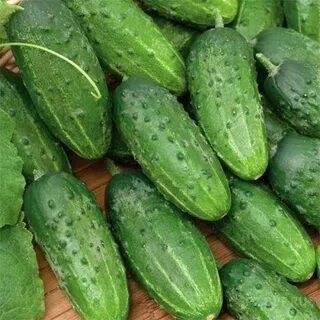 Огурцы сорт монастырский