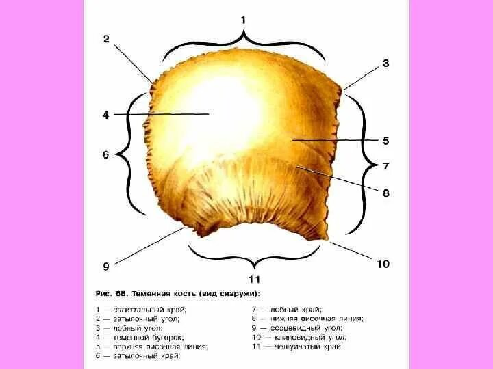 Теменная кость наружная поверхность. Теменная кость схема. Теменная кость черепа анатомия человека. Строение теменной кости черепа. Теменная кость относится к