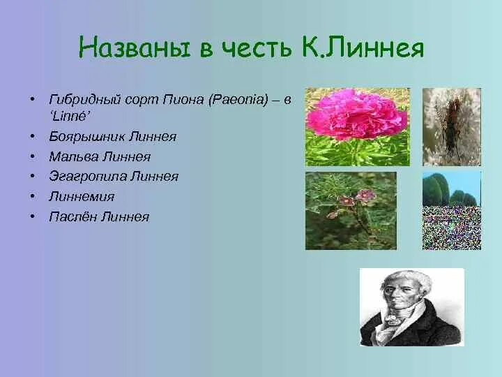 Растения названные в честь. Пион Линней. Растения названные в честь знаменитых людей.