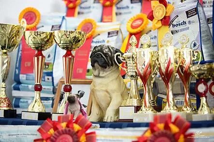 Выставка собак кубки. Кубок выставка собак. Собака с Кубком. Выставочные награды для собак. Награды собак на выставках.
