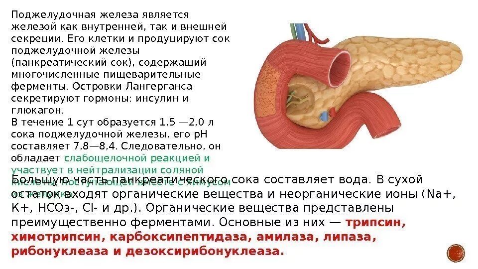 Поджелудочная железа панкреатический сок. Строение и физиология поджелудочной железы. Пищеварительный сок поджелудочной железы. Участие поджелудочной железы в пищеварении. Ферменты панкреатического сока расщепляют