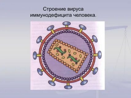 Строения вируса иммунодефицита