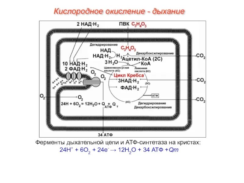 Окисление дыхания. Кислородное окисление дыхание. Кислородный аэробный этап окисления. Характеристика заключительного этапа окислительных процессов.