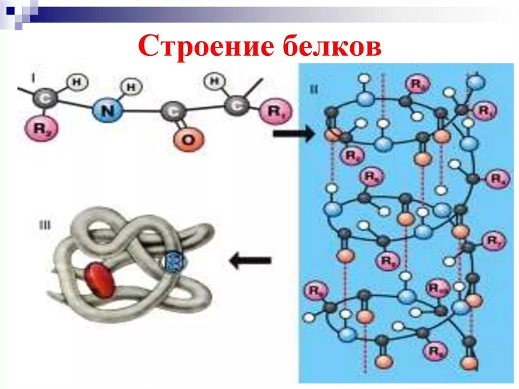 Химическая связь первичной структуры