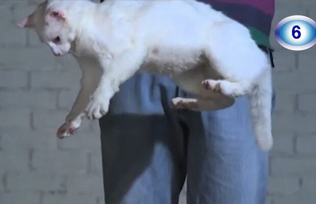 Кошка приземляется на 4 лапы. Котенок приземлился на передние лапы. почему кошки приземляются на 4 лапы. благодаря чему кошки приземляются на 4 лапы.