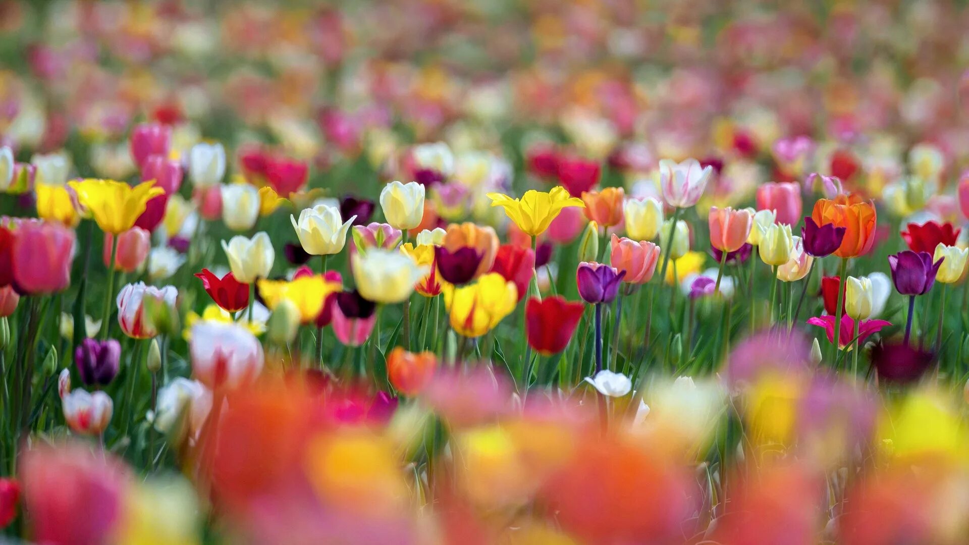 Яркие весенние цветы. Яркие краски весны. Тюльпаны разноцветные.