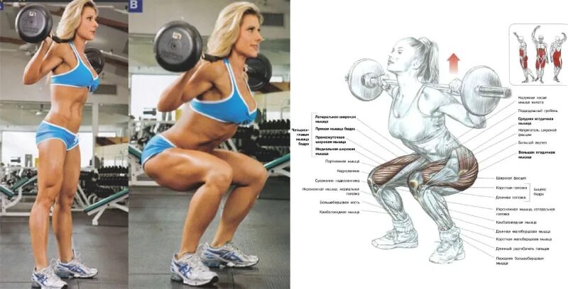 Приседание со штангой на плечах мышцы. Армейский жим штанги стоя техника. Техника приседаний со штангой для мужчин схема. Приседания со штангой анатомия мышц. Приседание со штангой на плечах мышцы.