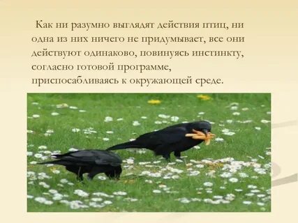 Можно ли умеет