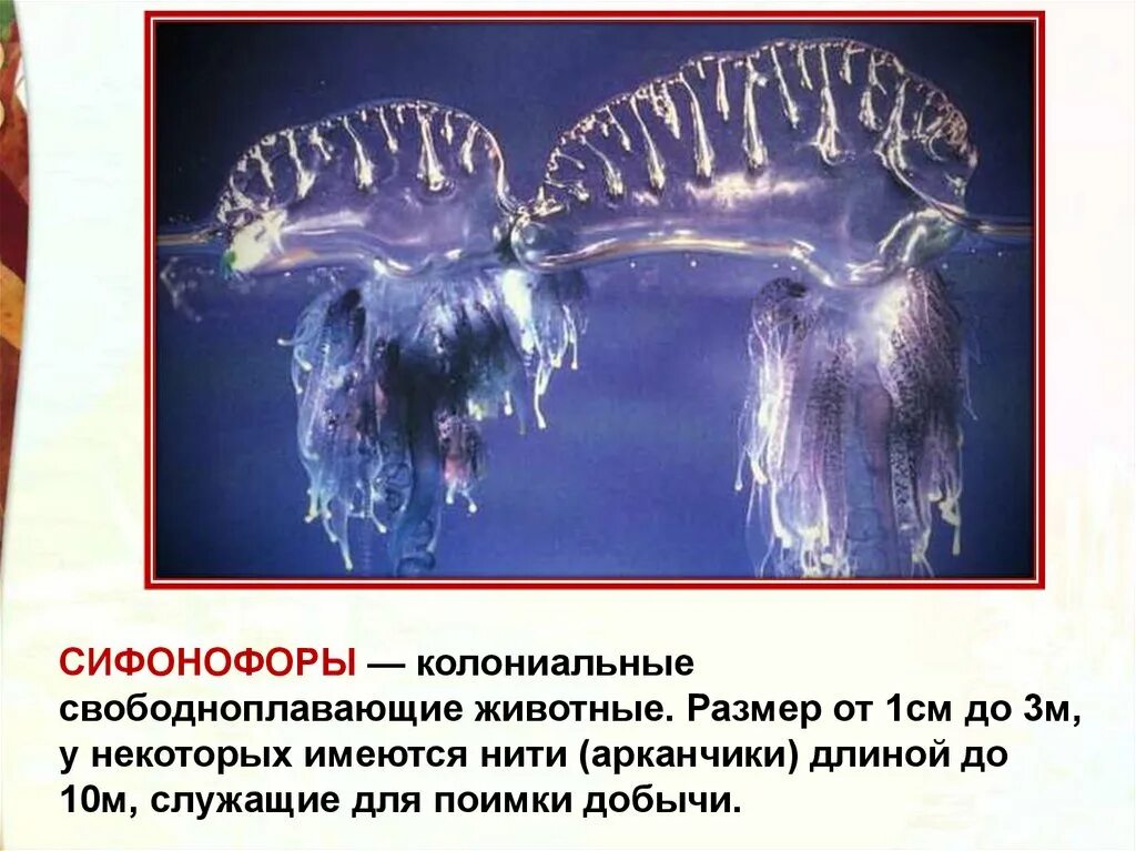 Сифонофоры это 3 класс литературное чтение. Сифонофоры длина. сифонофоры строение. сифонофоры презентация. сифонофоры это 3 класс.