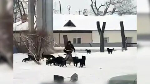 Собаки напали на мужика