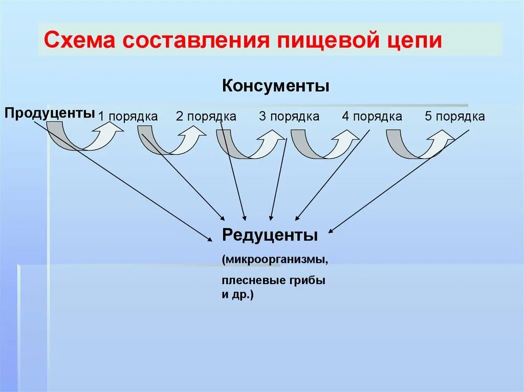 Пищевая цепь продуценты консументы редуценты. Цепь питания продуценты консументы редуценты. Пищевая цепь продуценты консументы редуценты примеры. Схема продуценты консументы редуценты. Поток энергии и пищевые цепи