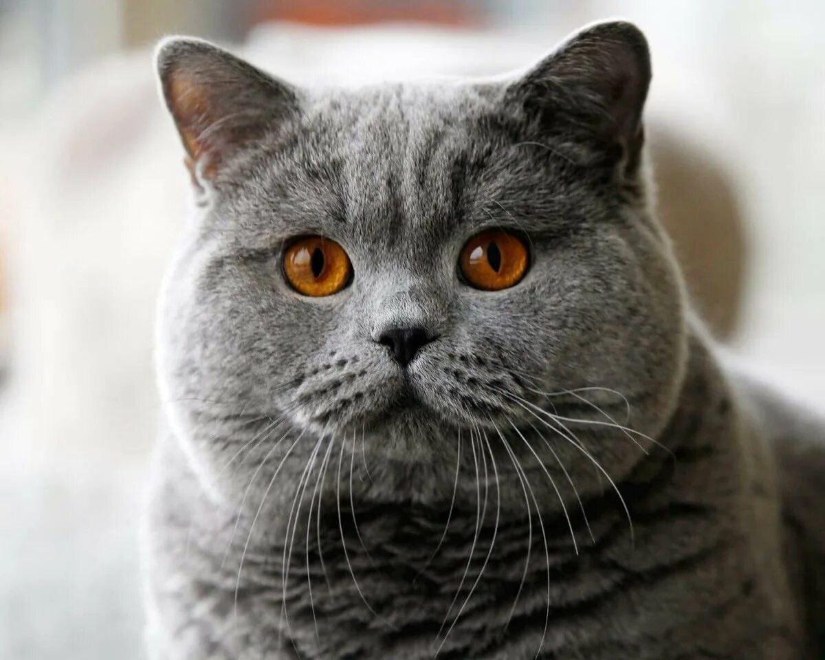 Какие есть британские коты