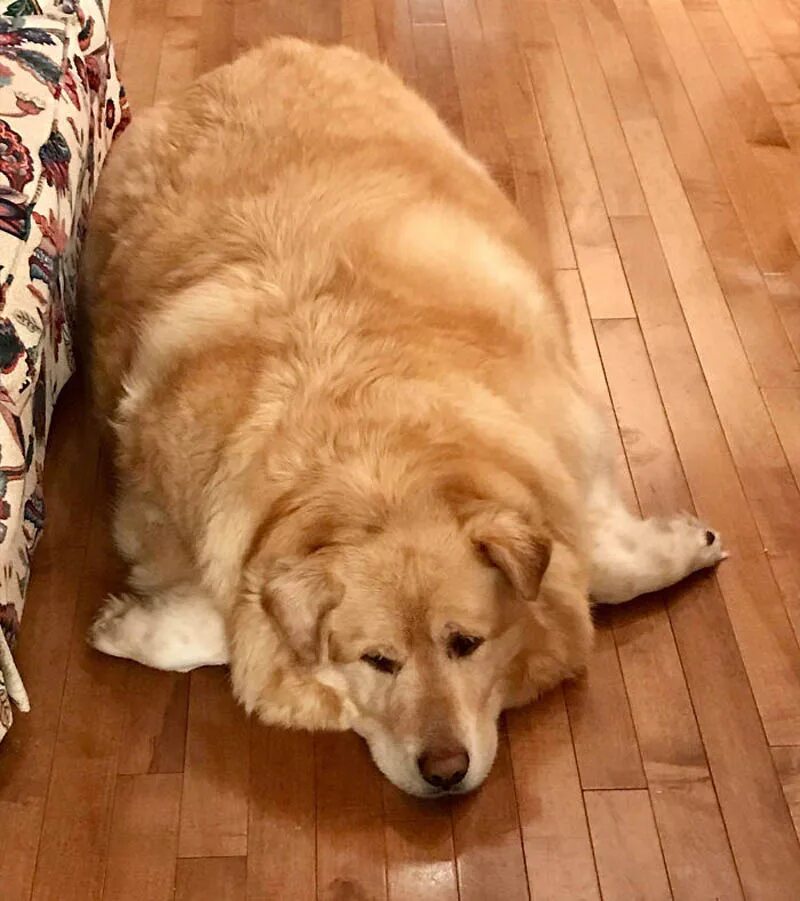 Толстая дворняга. Американский палевый лабрадор. Толстая такса. Ожирение бигля. Собака чихуахуа толстая.