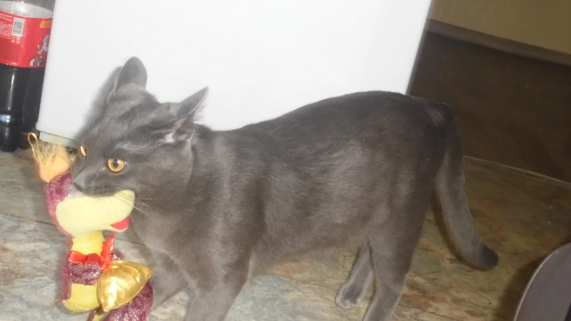 котик тим фото. кот тима. кот тима. кот тима мес. кот тима мем.