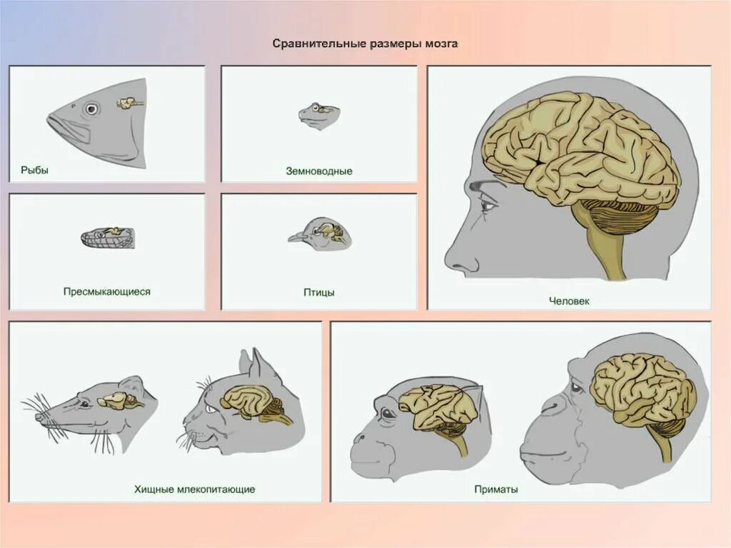 Размер мозга увеличивается. Размер мозга человека. Средний размер мозга человека. Размер мозга современного человека. Размер мозга карта.