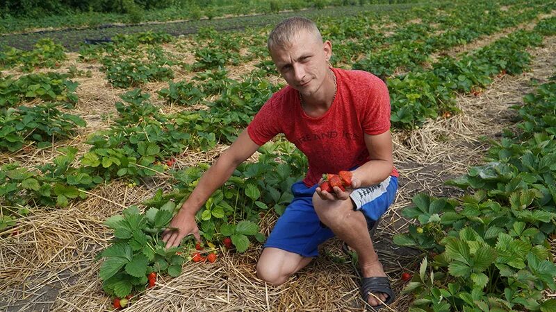 Фермер из крыма выращивает клубнику с 2012 года. Клубника растет. Фермерское хозяйство поставила 14 тонн клубники. 1 тонна клубники фото. Уборка клубники.