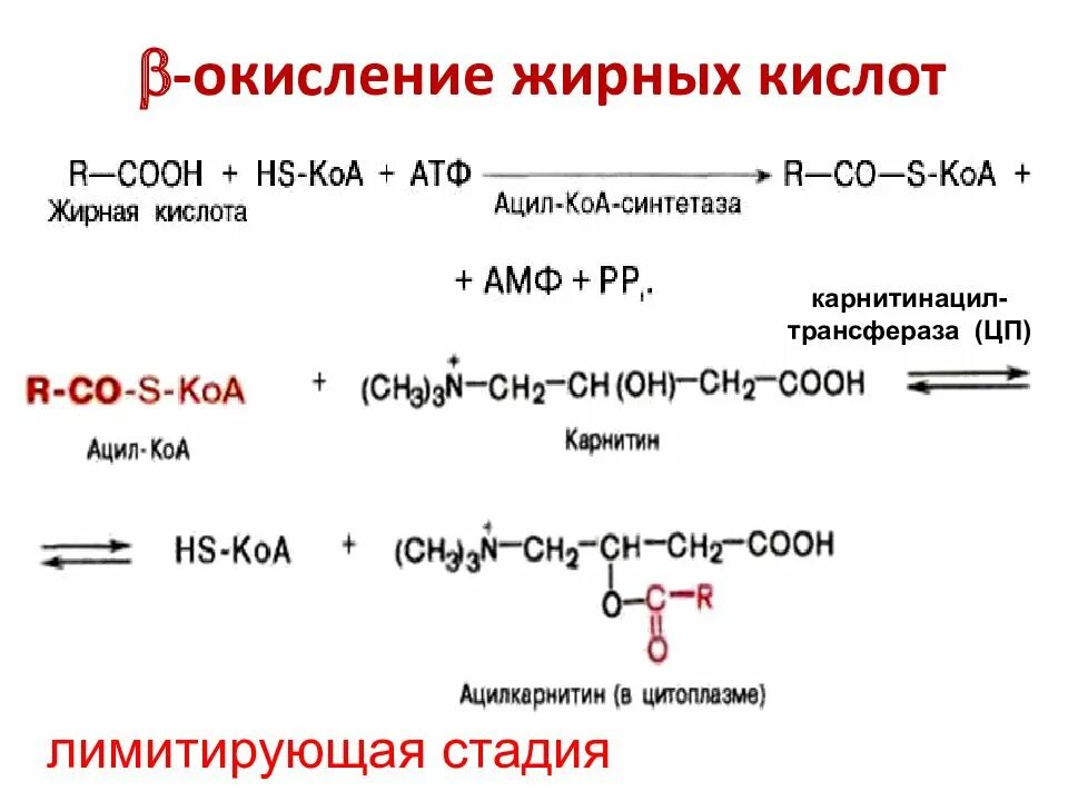 Окисление жирных кислот фермент. Бета окисление жирных кислот биохимия. Окисление жирных кислот. B окисление жирных кислот. B окисление жирных кислот биохимия.