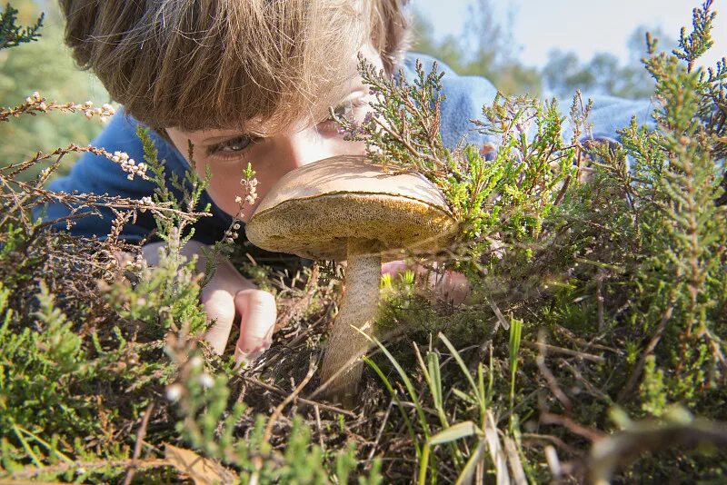 помоги найти грибы. дети собирают грибы. люди собирают грибы. чел гриб. грибы для детей.
