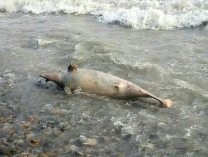 В анапе животное в море