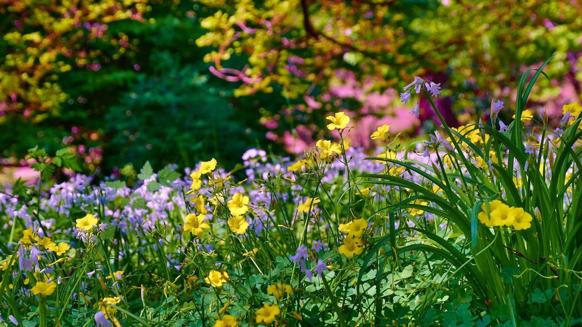 Красивые травинки в поле. Желтые лесные первоцветы. Васильки полевые. Песня цвета трава. Раннее утро.