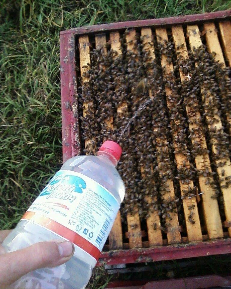 Обработка пчел бипином. Бипин для пчел. Обработка пчелосемей бипином. Осенняя обработка пчел бипином.