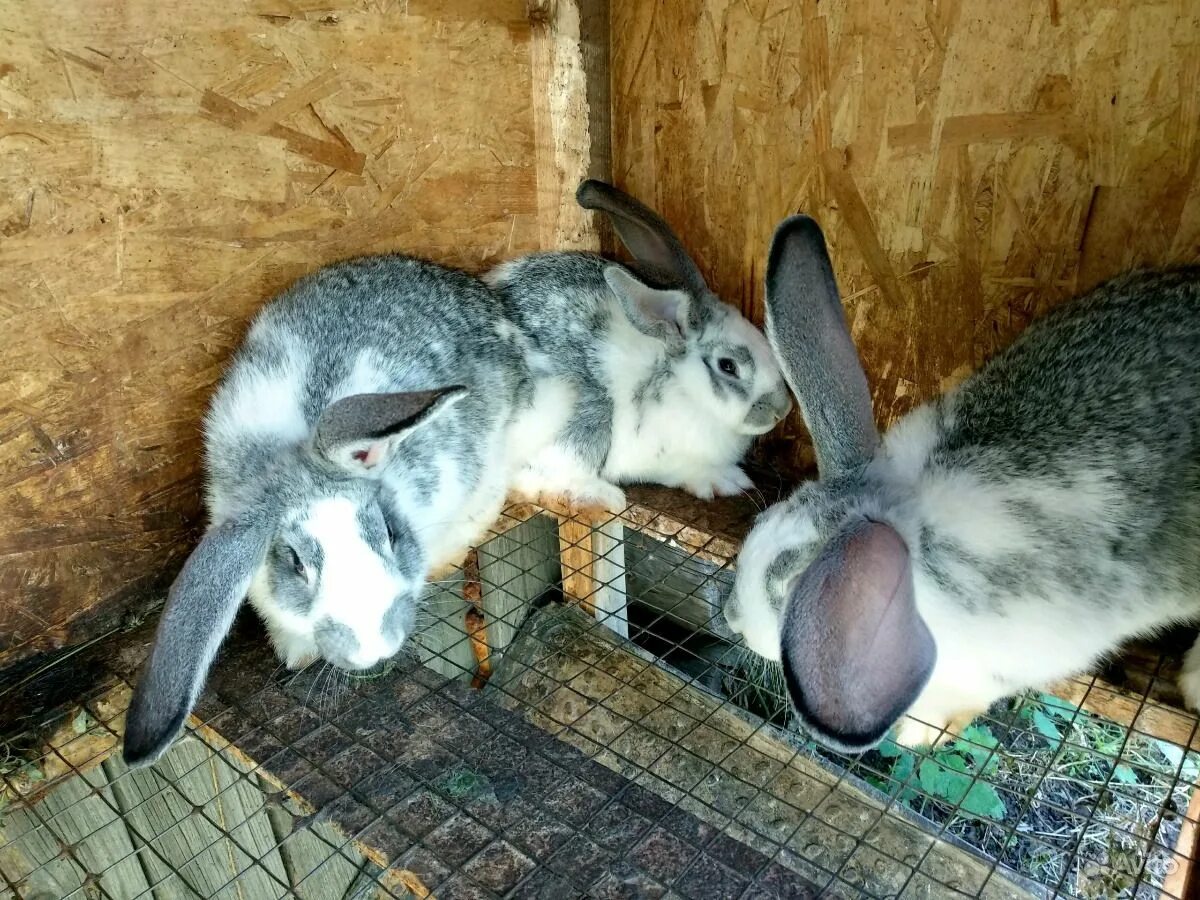 Кролики мясных пород авито. Кролики мясных пород купить. Кролики мясных пород авито. Породы кроликов мясного направления. Пятнистый серый великан кролик.