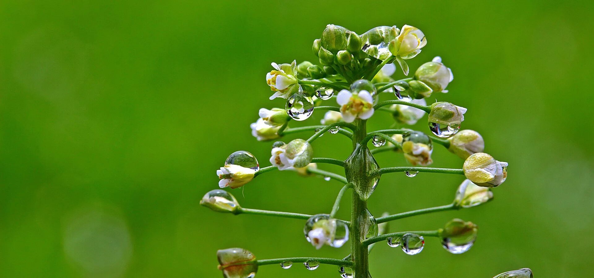 пастушья сумка плод. цветение озимой пшеницы конец. пастушья сумка соцветие. пастушья сумка 2 пшеница. пастушья сумка 2 пшеница.