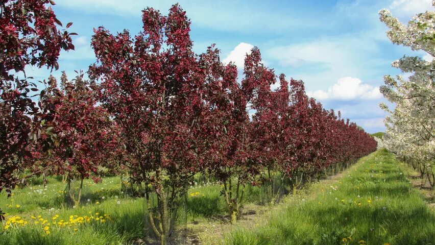 Яблоня "роялти" - Malus "Royalty". Яблоня краснолистная роялти. Яблоня малус роялти. Яблоня гибридная роялти.