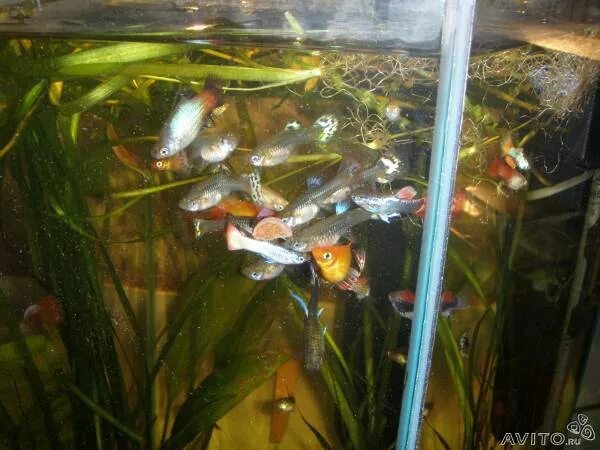 гуппи в аквариуме. аквариумные рыбки гуппи размножение. спаривание гуппи. скалярии аквариумные рыбки мальки. размножение гуппи в аквариуме.