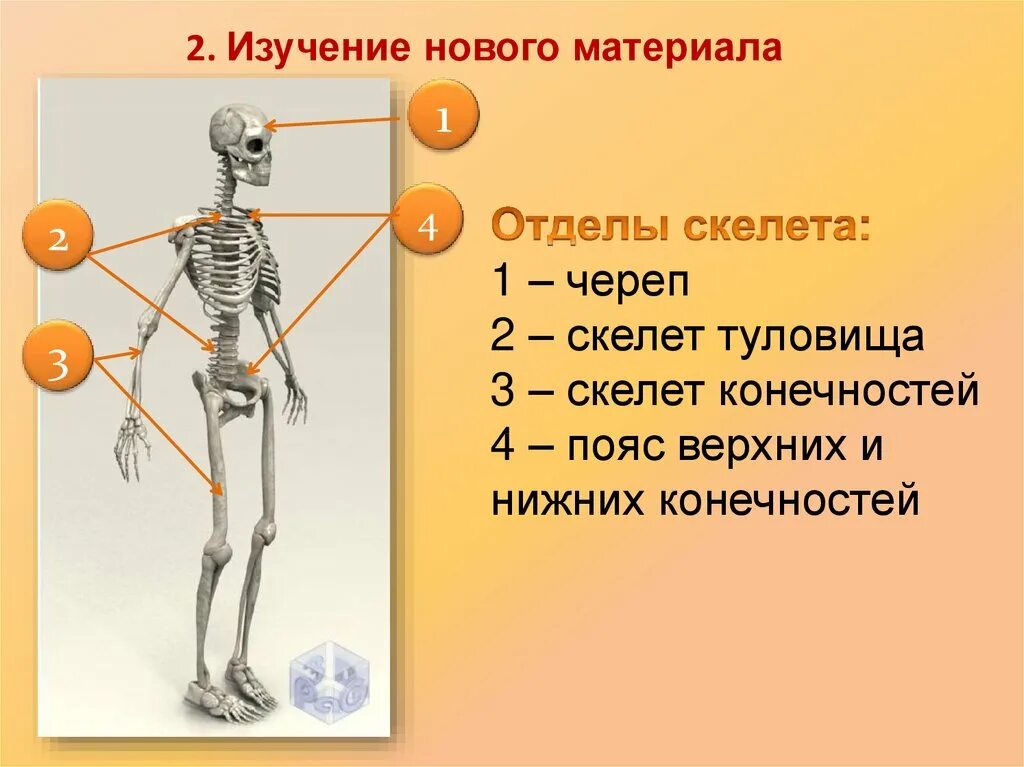 Подпишите отделы скелета