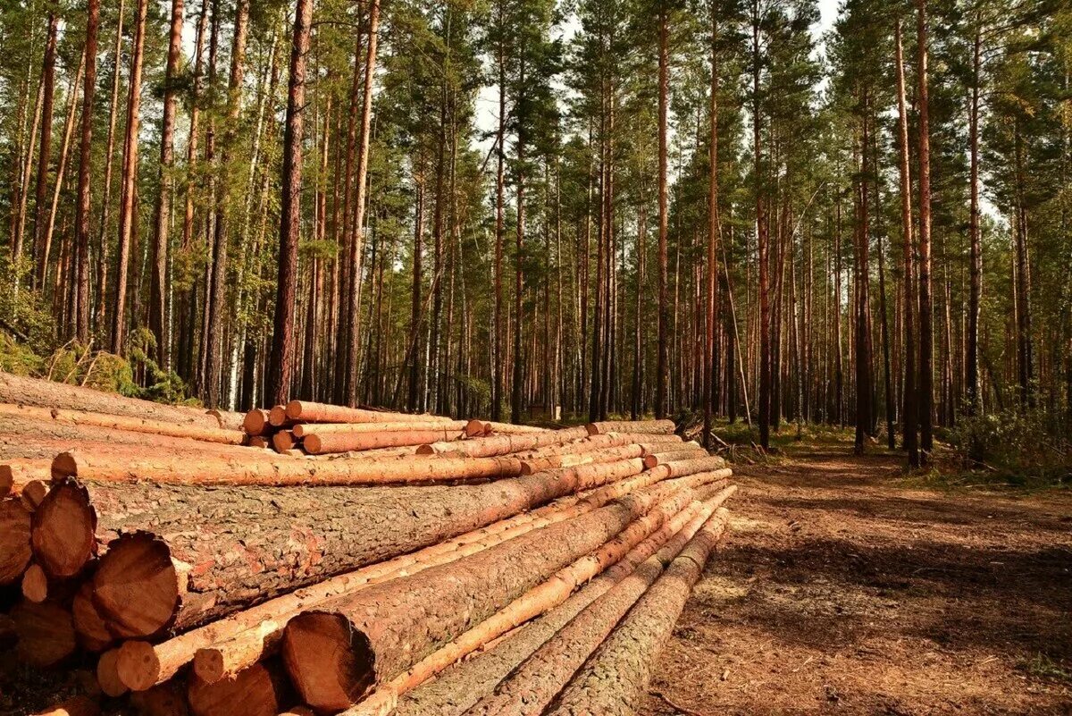 Где можно купить лес. Лесопереработка Красноярский край. Делянка и лесосека. Лесная промышленность. Делянка леса.