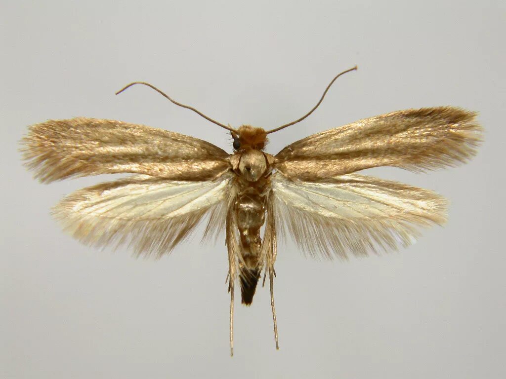 тонкопряд шамиля. рой моли. насекомые которые летят на свет. белая моль. моль.